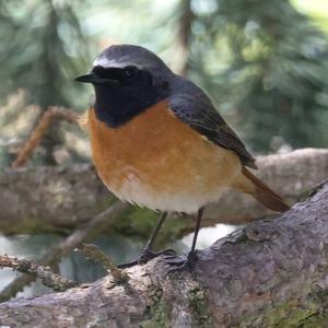 Common Redstart