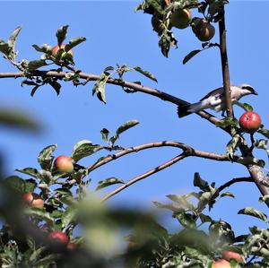 Red-backed Shrike