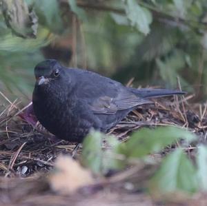 Eurasian Blackbird