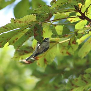 Blue Tit