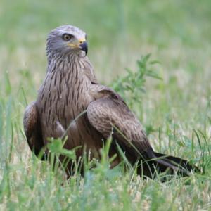 Black Kite