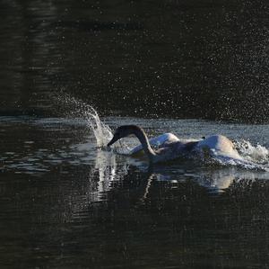 Höckerschwan