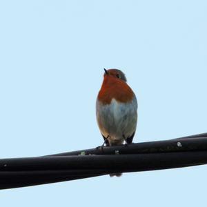 European Robin