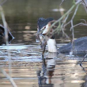 Great Crested Grebe