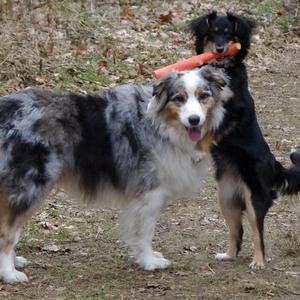 Australian Shepherd