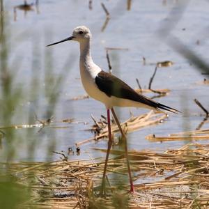 Black-winged Stilt