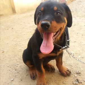 Rottweiler