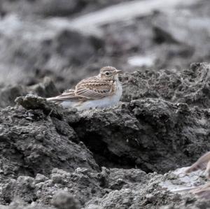 Eurasian Skylark