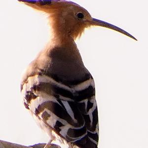 Eurasian Hoopoe