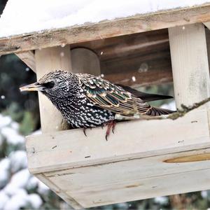 Common Starling