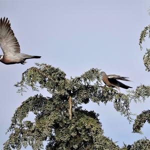 Common Wood-pigeon