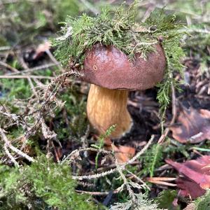 Bay Bolete