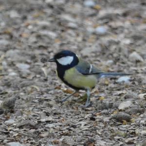 Great Tit