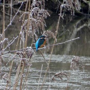 Common Kingfisher