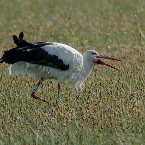 White Stork