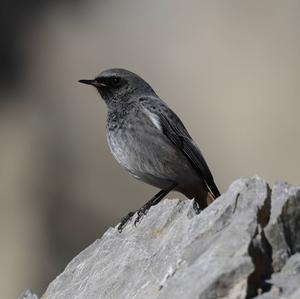 Black Redstart