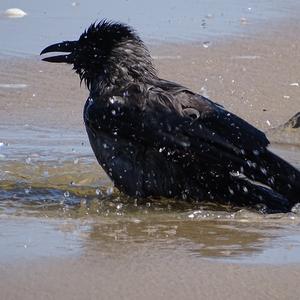 Eurasian Jackdaw