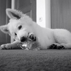 Berger Blanc Suisse