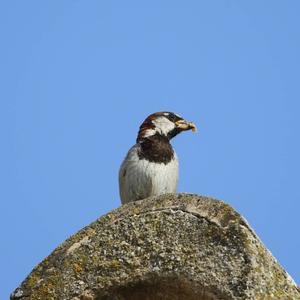 House Sparrow