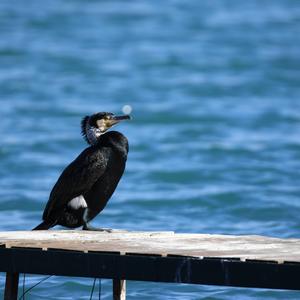 Great Cormorant