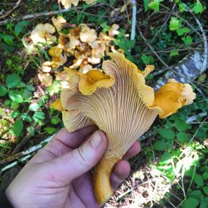 Chanterelle, Common