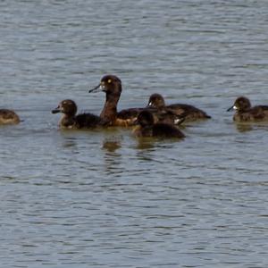 Tufted Duck