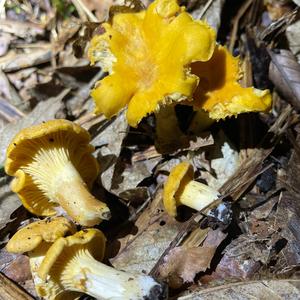 Chanterelle, Common