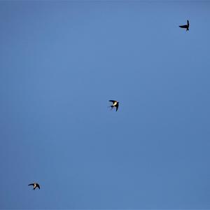 Barn Swallow