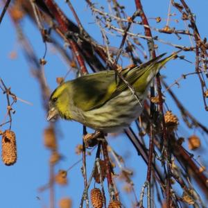 Eurasian Siskin