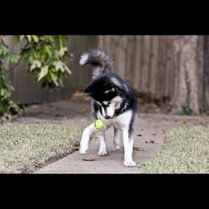 Siberian Husky