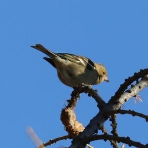 Eurasian Chaffinch