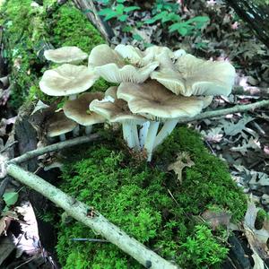 Fawn Mushroom