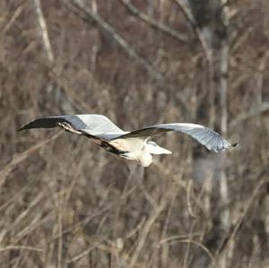 Grey Heron