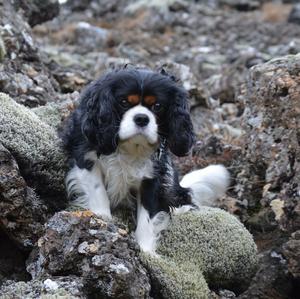 Cavalier King Charles Spaniel