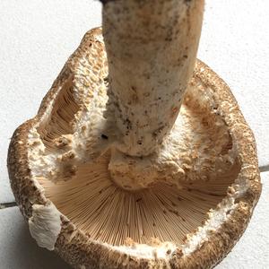 Partridge Mushroom