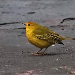 Yellow Warbler