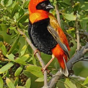 Orange Bishop