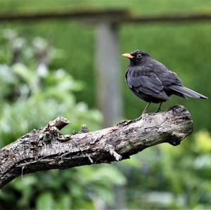 Eurasian Blackbird