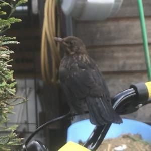 Eurasian Blackbird