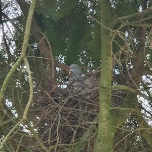 Common Wood-pigeon