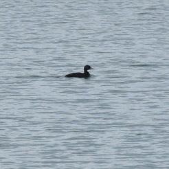 Common Scoter