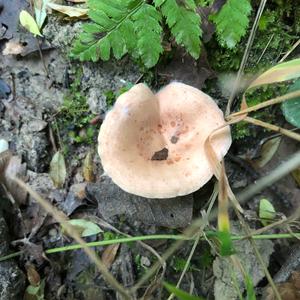 Funnel Clitocybe