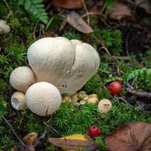 Meadow Puffball