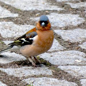 Eurasian Chaffinch