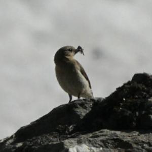 Northern Wheatear