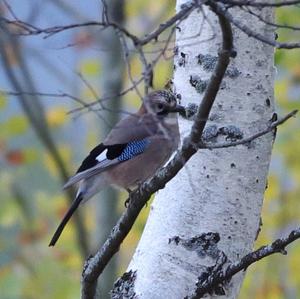 Eurasian Jay