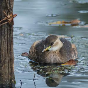 Little Grebe