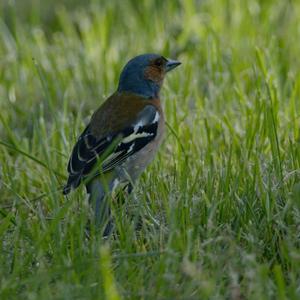 Eurasian Chaffinch