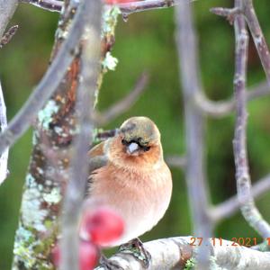 Eurasian Chaffinch