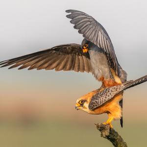 Red-footed Falcon